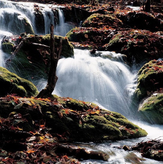 Torrent, Chine