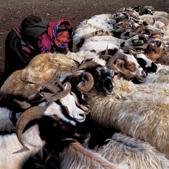 Sheeps, Tibet, China