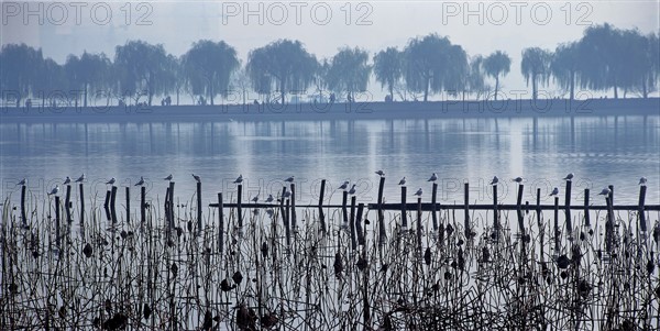 La digue Bai du Lac de l'Ouest, Chine