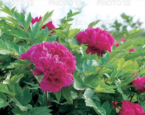 Peony, China