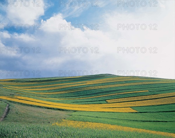 Cole field of Bashang Grassland, Hebei, China