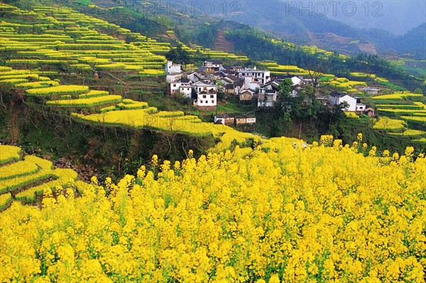 The cole fileds of Shexian County,Anhui Province,China