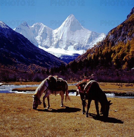 Horse on the plain of Daocheng,Sichuang Province,China