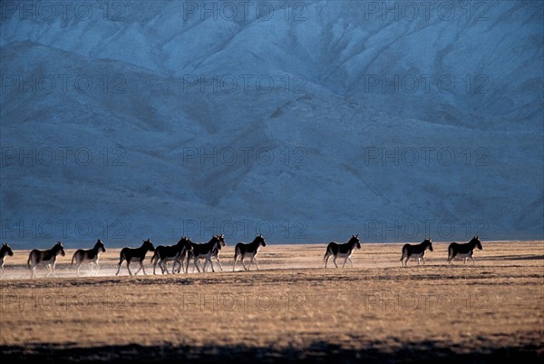 Tibetan wild ass in Altun natural preserve, China