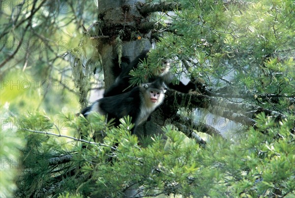 Yunnan Snub-nosed Monkey in Diqing,Yunnan,China