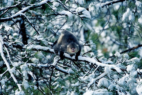 Yunnan Snub-nosed Monkey in Diqing,Yunnan,China