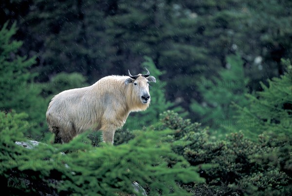 Tibetan takin in Qinling mountain, China