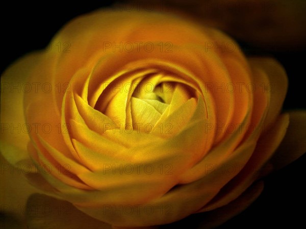 Close-up of Chinese rose