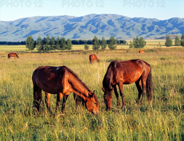 Pasture in Xingjiang,China