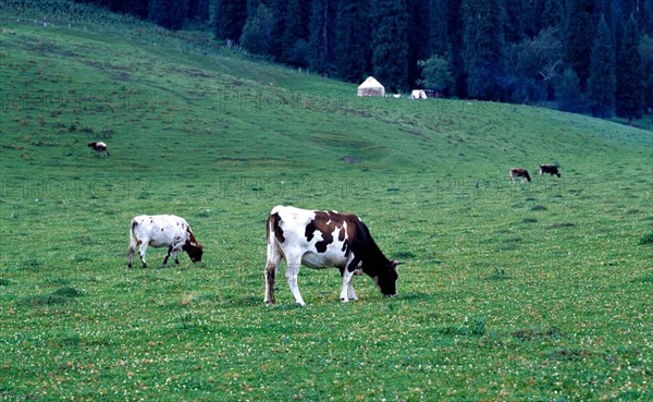 Pasture in Xingjiang,China