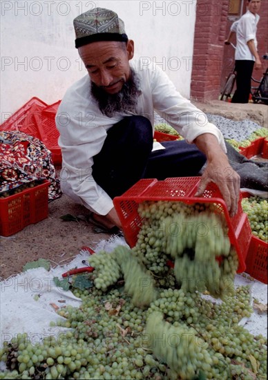An Uygur man harvests grape in Turpan, Xinjiang,China