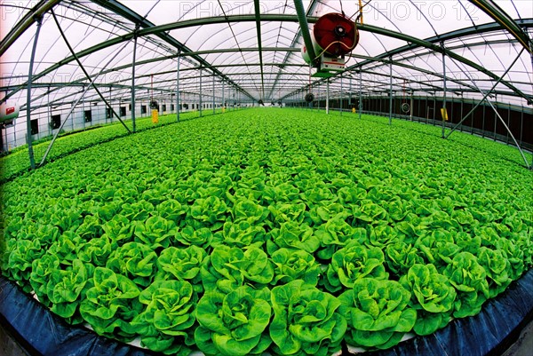 Vegetable greenhouse in Fengxian,Shanghai, China