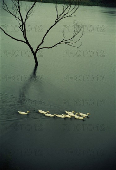 ducks swimming on a pool of China