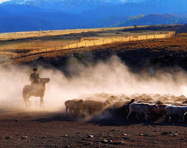 A sheepherder and a flock of sheep at Altay,Xijiang,China