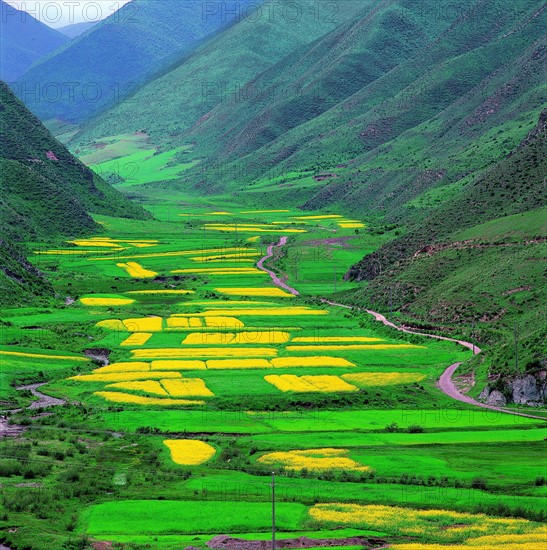 Cole field in Linxia,Gansu,China