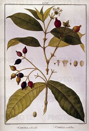 MUTIS CELESTINO 1732-1808
COFFEA (CAFE)
MADRID, JARDIN BOTANICO
MADRID

This image is not downloadable. Contact us for the high res.