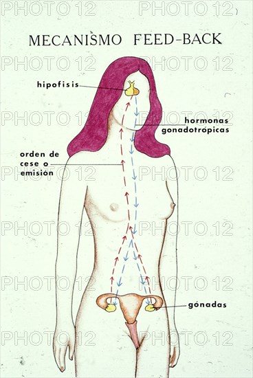 EL CUERPO HUMANO MECANISMO FEED-BACK

This image is not downloadable. Contact us for the high res.