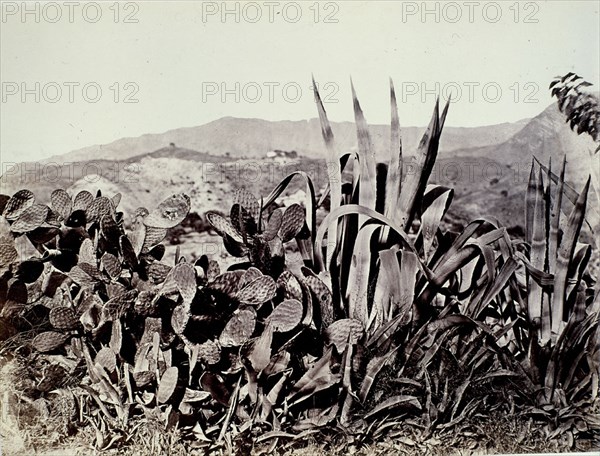 CLIFFORD CHARLES 1819/63
NOPALES Y PITAS - MALAGA - FOTOGRAFIA HECHA EN EL VIAJE DE ISABEL II A ANDALUCIA Y MURCIA - 1862
MADRID, PALACIO REAL-BIBLIOTECA
MADRID

This image is not downloadable. Contact us for the high res.