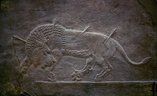 LEON HERIDO-RELIEVE DEL PALACIO ASHURBANIPAL
LONDRES, BRITISH MUSEUM
INGLATERRA