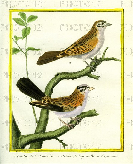 Ortolan de la Louisiane et Ortolan du Cap de Bonne-Espérance