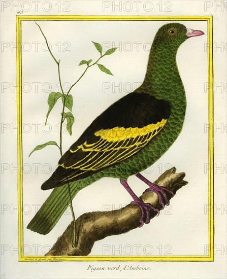 Pompadour Green Pigeon