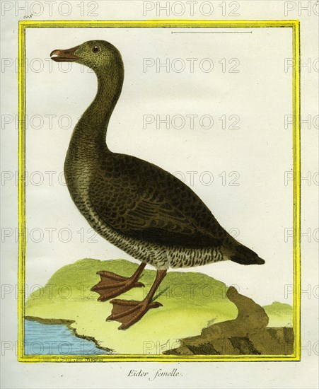 Female Eider Duck