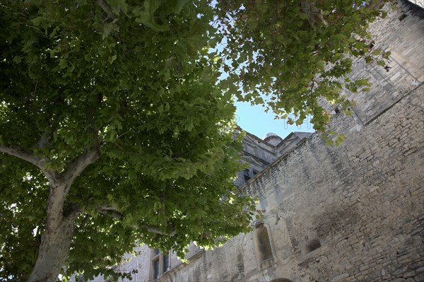 Provence484 Provence, Luberon, village de Gordes, murs du château, platanes, été