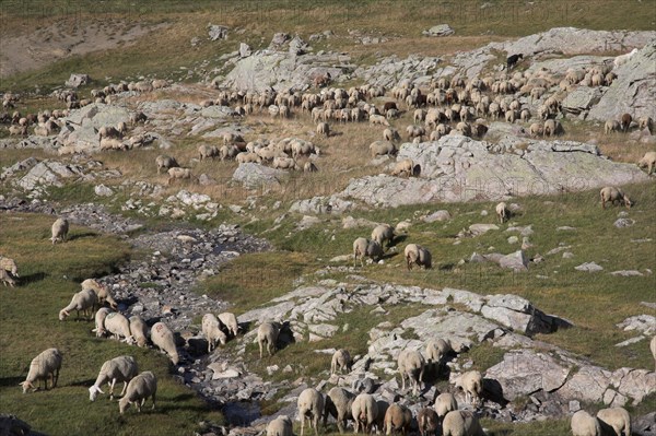 Provence667 Provence, Alpes de Haute Provence, Col de la Bonnette, troupeau de brebis et moutons, transhumance, été, route la plus haute de France et des Alpes, route la plus haute d'Europe