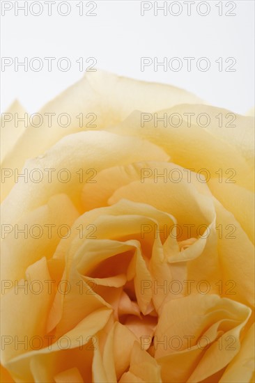 Overhead view of a yellow rose.