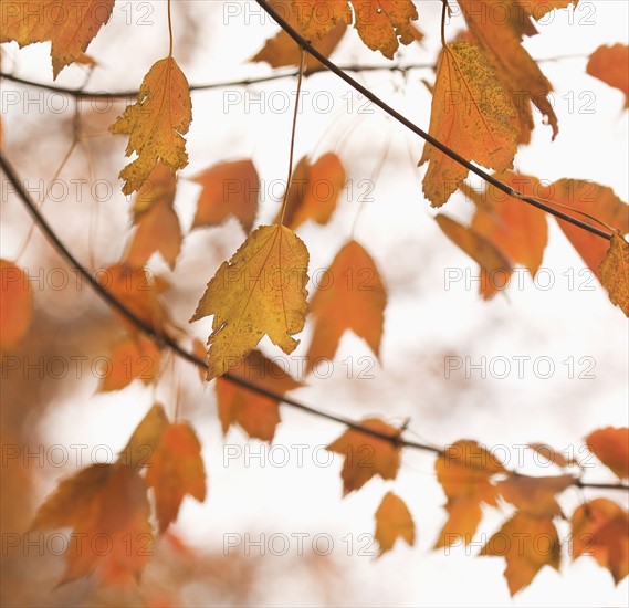 Closeup of autumn leaves.