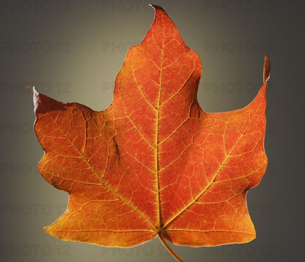 Close up of autumn leaf.