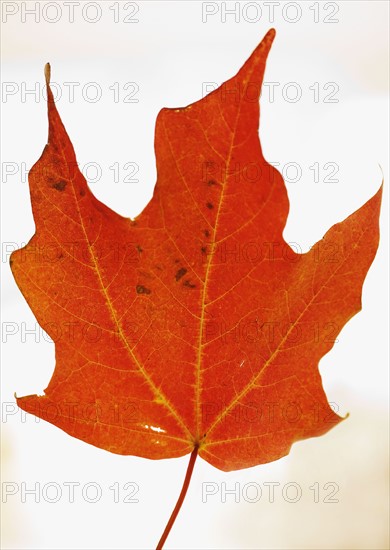 Close up of autumn leaf.