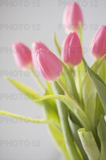 Closeup of tulips. Date : 2006