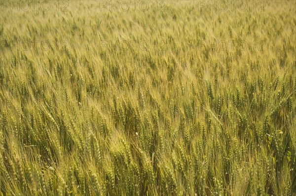 View of wheat field. Date : 2007