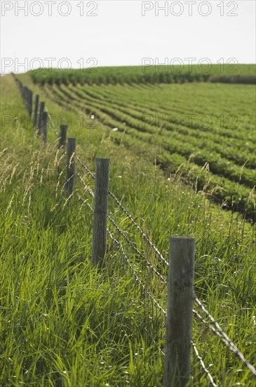 Wooden fence along soy bean field. Date : 2007