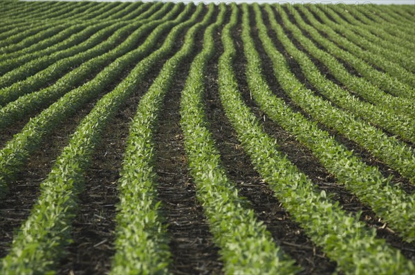 Rows of soy beans in field. Date : 2007