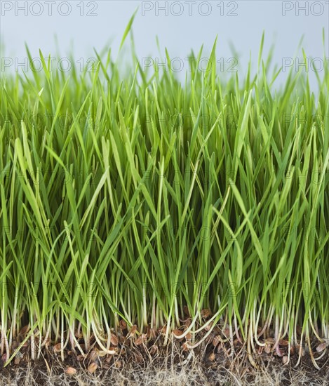 Close up of grass.