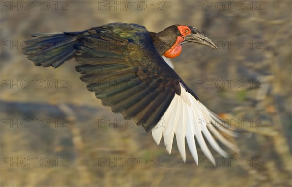 Close up of Southern Ground-Hornbill in flight, Greater Kruger National Park, South Africa. Date : 2008