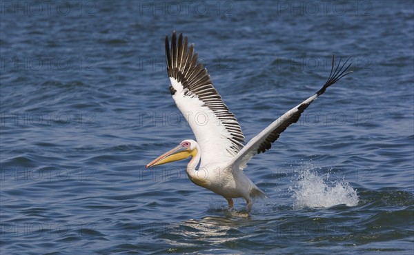 Great White Pelican landing in water, Namibia, Africa. Date : 2008