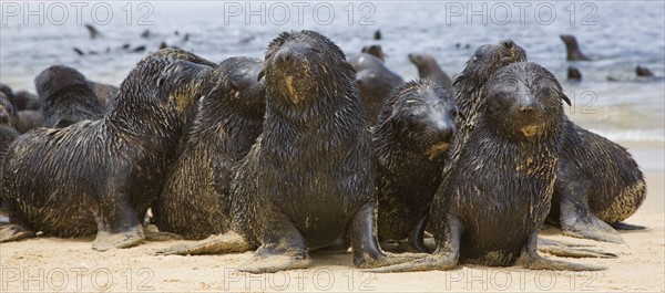 Close up of baby South African Fur Seals, Namibia, Africa. Date : 2008