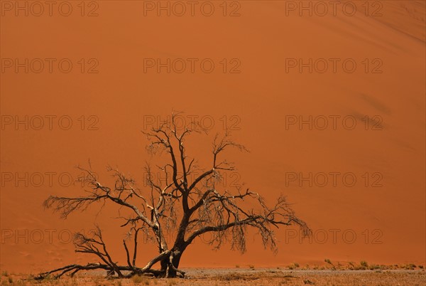 Tree in front of sand dune, Namib Desert, Namibia, Africa. Date : 2008