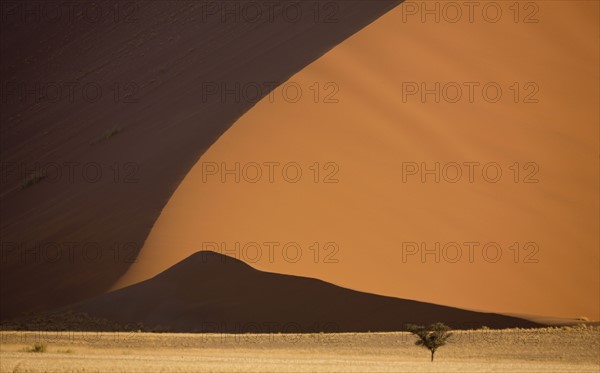 Tree in front of sand dune, Namib Desert, Namibia, Africa. Date : 2008