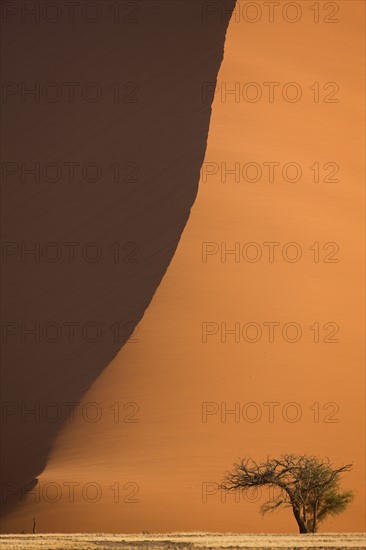 Tree in front of sand dune, Namib Desert, Namibia, Africa. Date : 2008