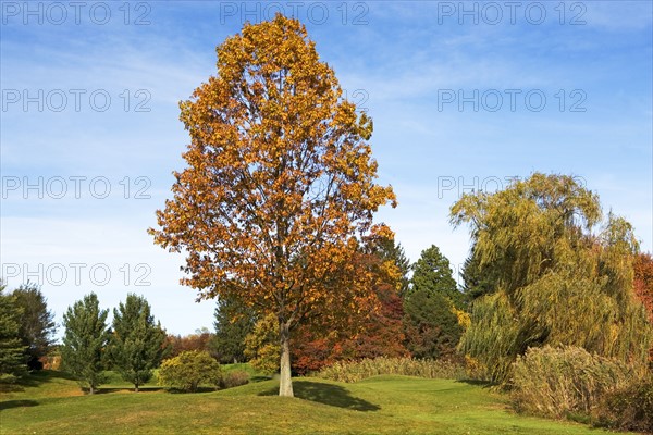 Tree with autumn leaves. Date: 2008