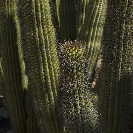 Cardon Cactus.