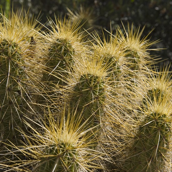 Golden Hedgehog Cactus.