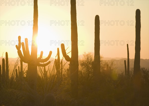Sun setting behind cactus plants, Saguaro National Park, Arizona.