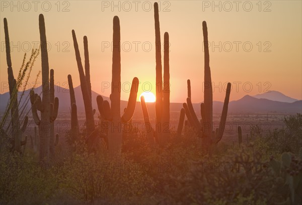 Sun setting over Saguaro National Park, Arizona.
