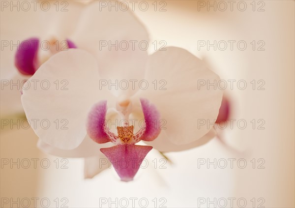 Close up of orchid.