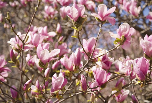 Close up of spring flowers on tree. Photographe : Jamie Grill